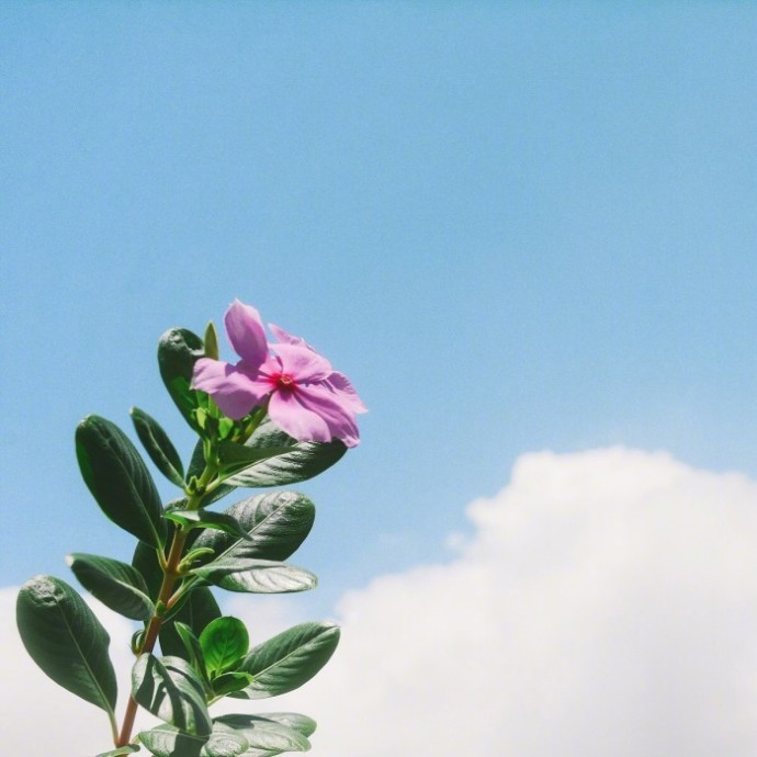 心灵鸡汤正能量经典句子,读心灵鸡汤后的受用的感悟