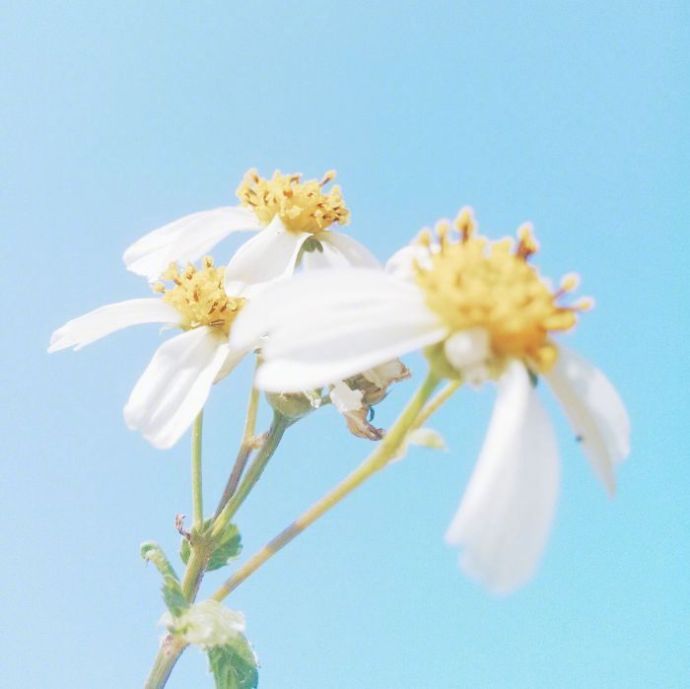 心灵鸡汤正能量经典句子,读心灵鸡汤后的受用的感悟