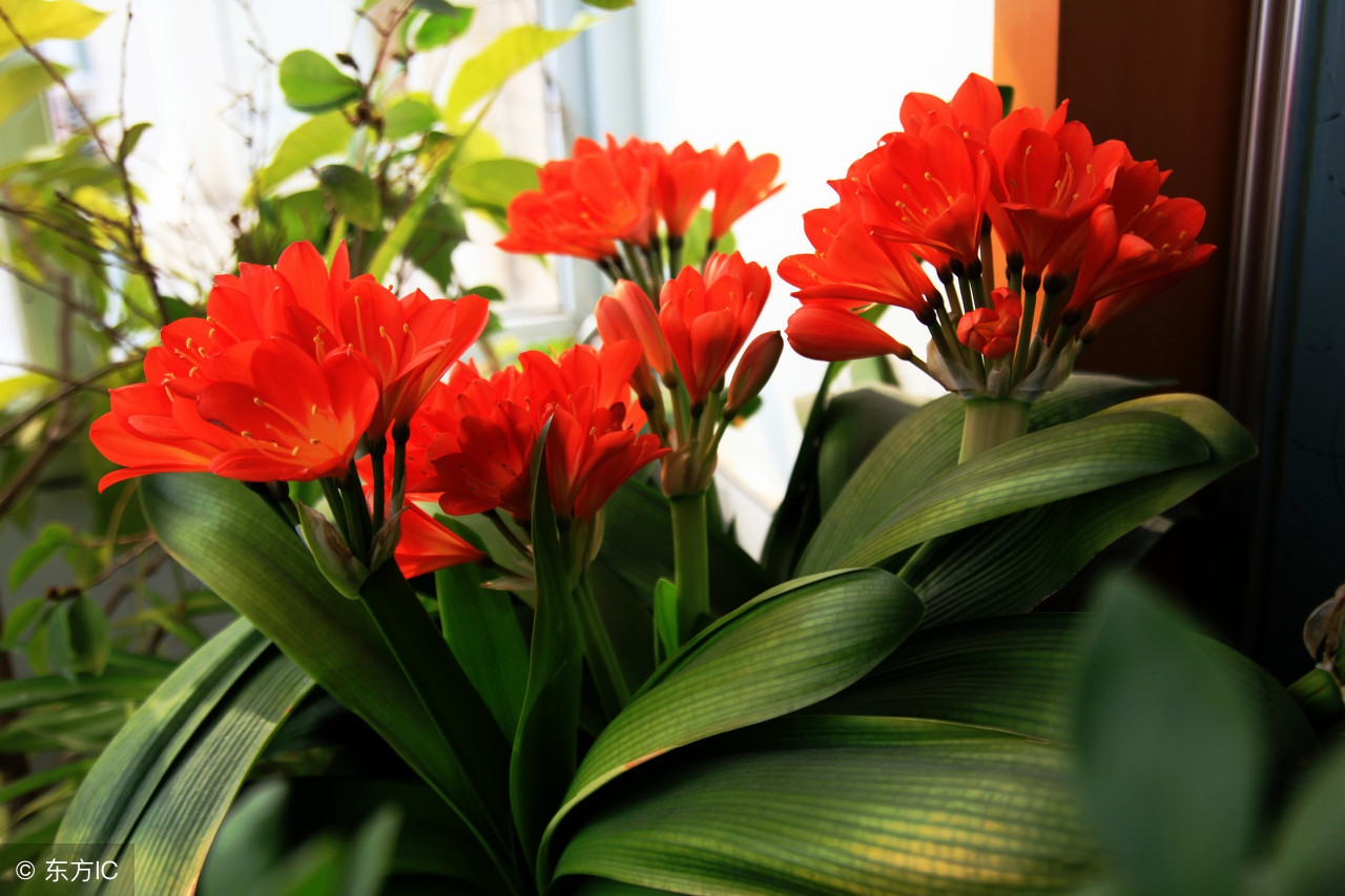 给花吃个大力丸，花盆全被撑爆了