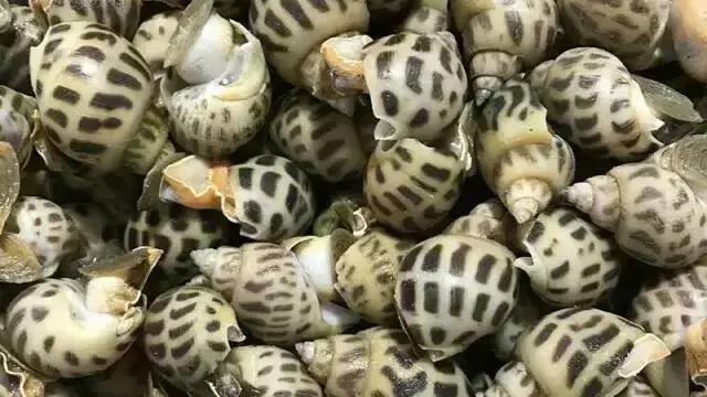 长春吃海鲜的地方排行榜,长春24小时自助吃海鲜的好地方