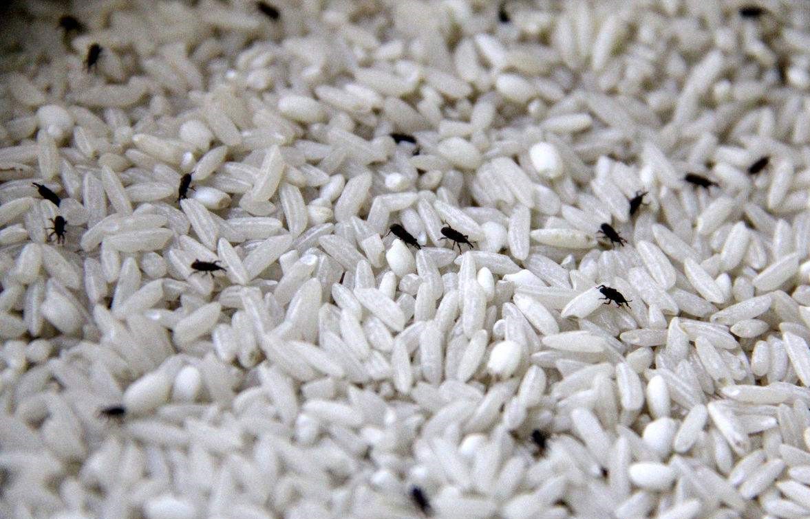 大米里面有特别特别小的虫子,大米中的虫子怎么处理