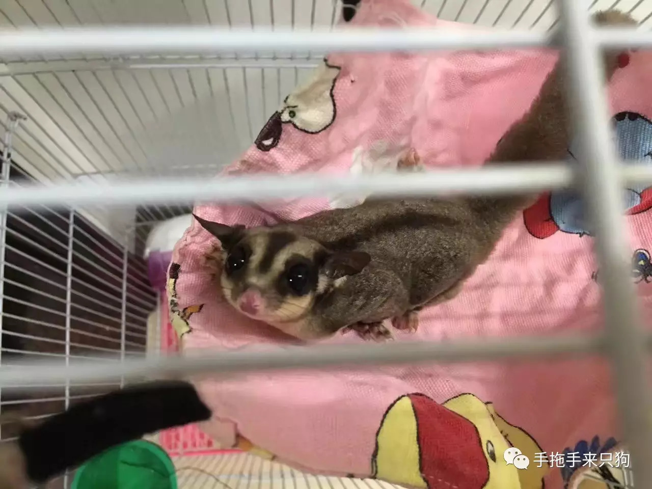 家有小店宠物培养攻略,养蜜袋鼯日常生活