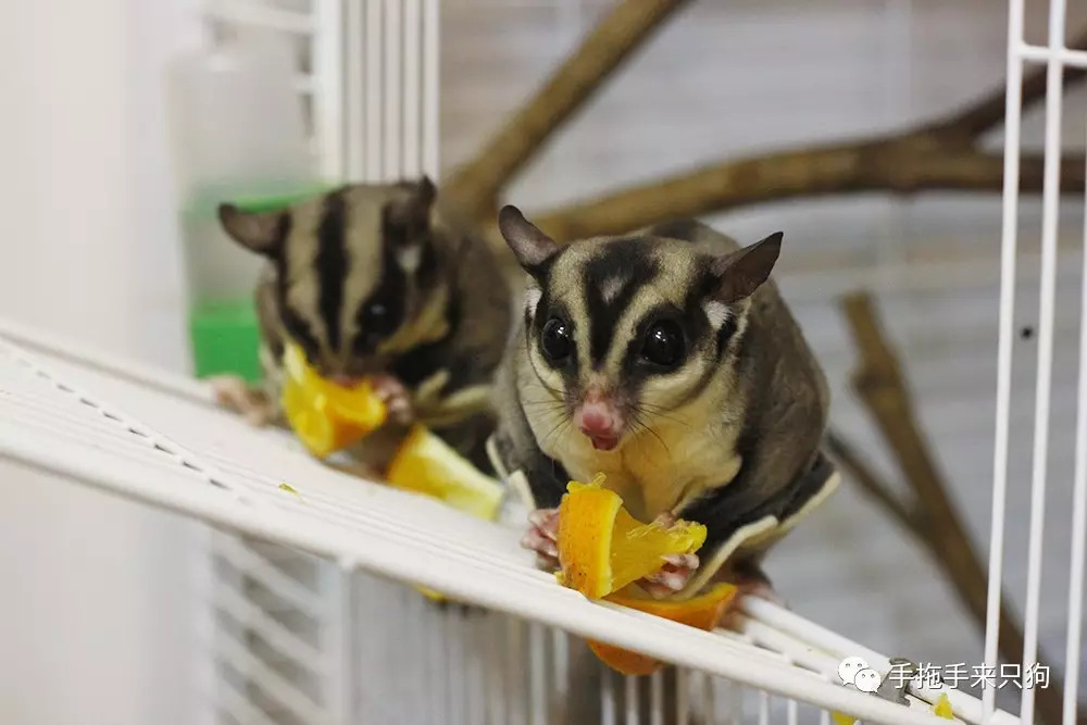 家有小店宠物培养攻略,养蜜袋鼯日常生活