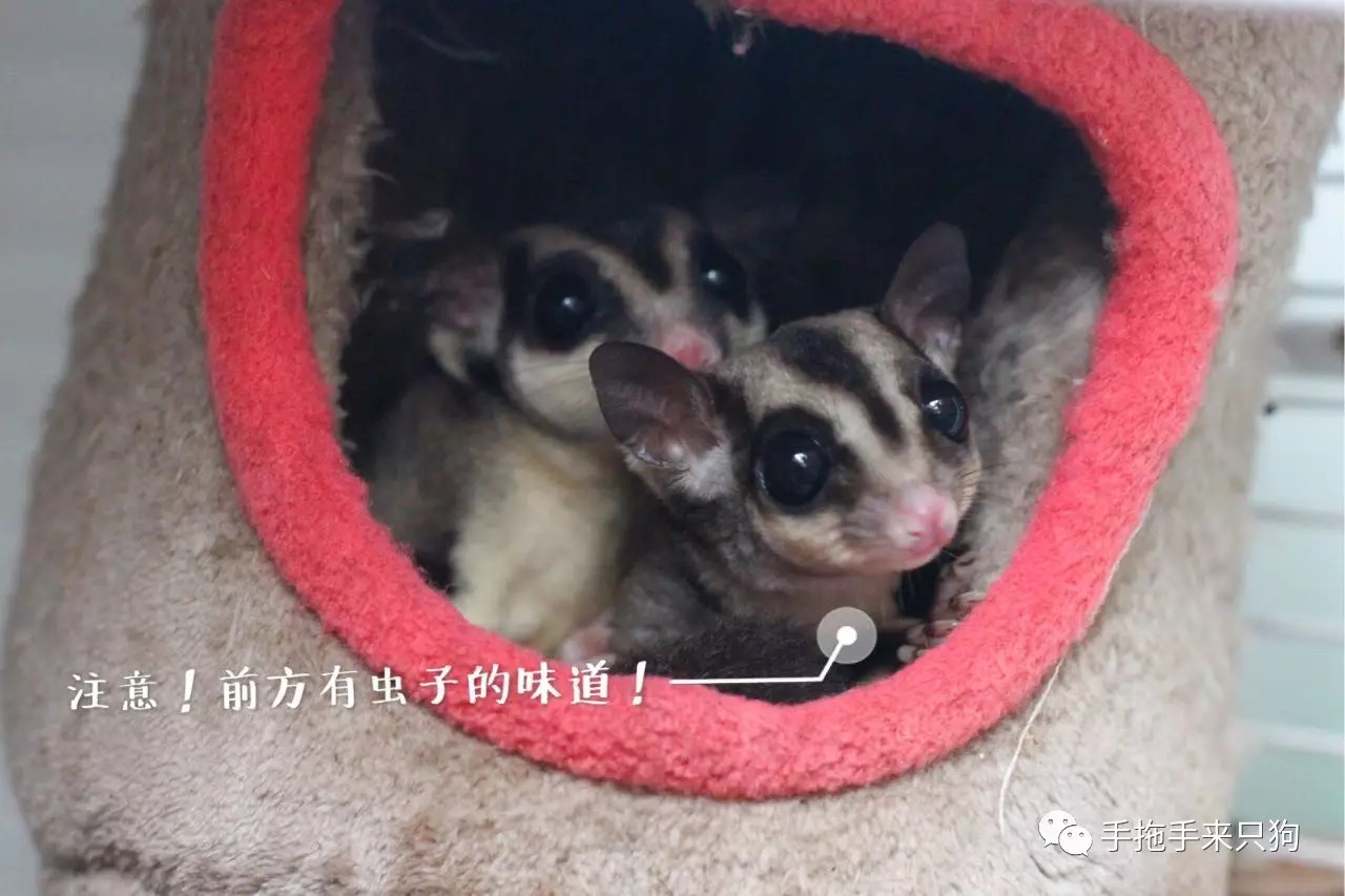家有小店宠物培养攻略,养蜜袋鼯日常生活