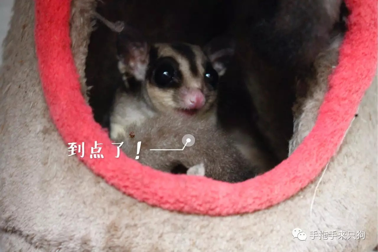 家有小店宠物培养攻略,养蜜袋鼯日常生活