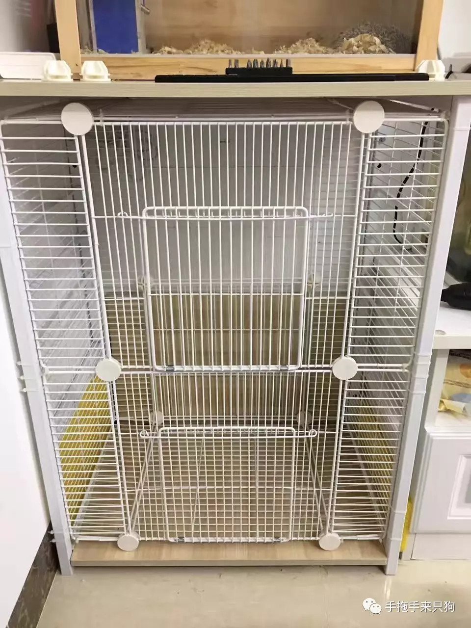 家有小店宠物培养攻略,养蜜袋鼯日常生活