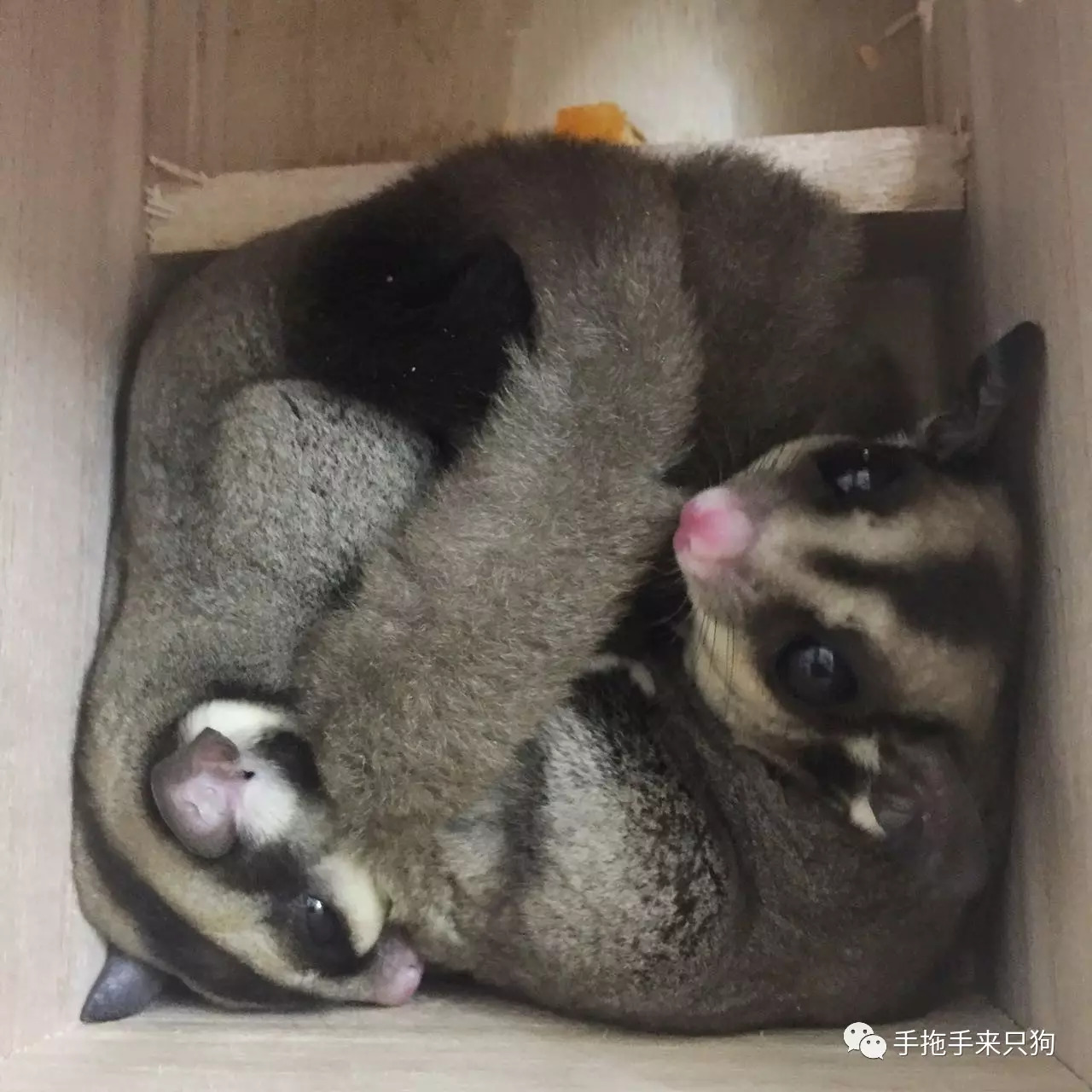 家有小店宠物培养攻略,养蜜袋鼯日常生活