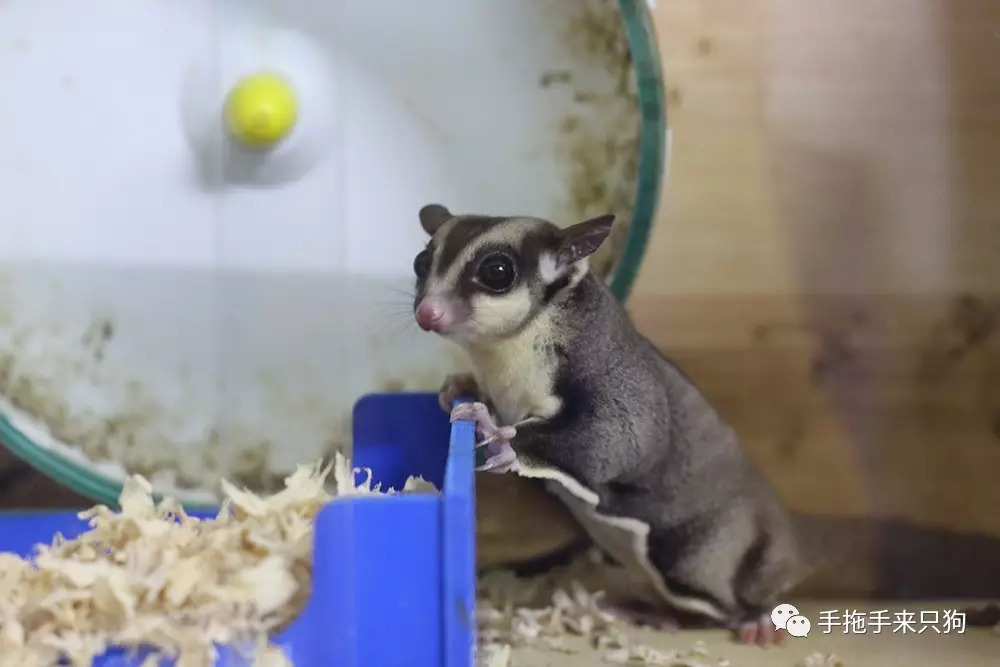 家有小店宠物培养攻略,养蜜袋鼯日常生活