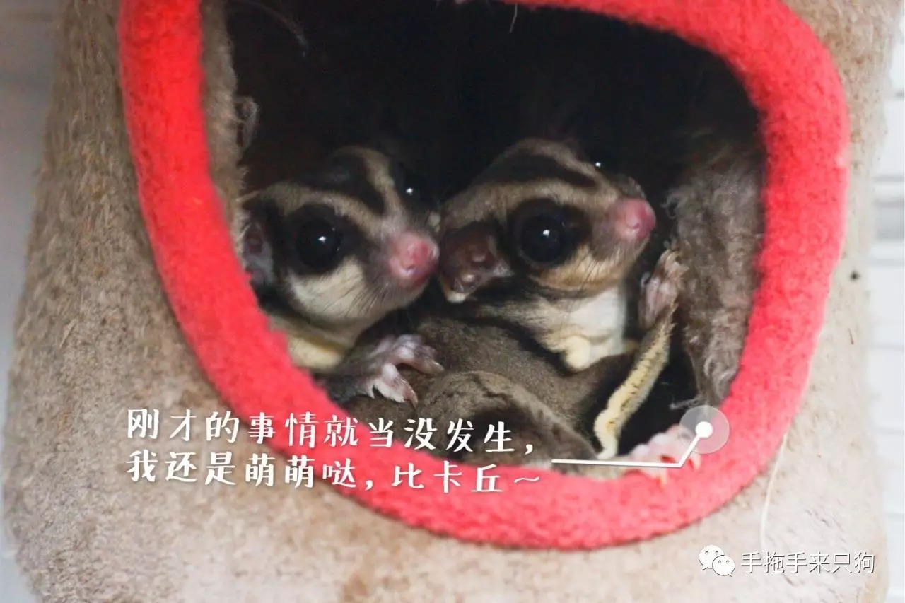 家有小店宠物培养攻略,养蜜袋鼯日常生活