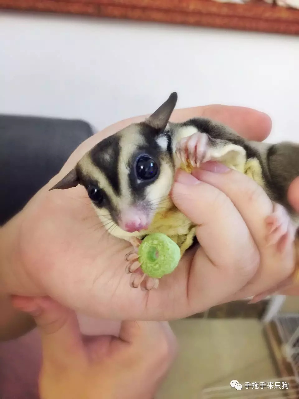 家有小店宠物培养攻略,养蜜袋鼯日常生活