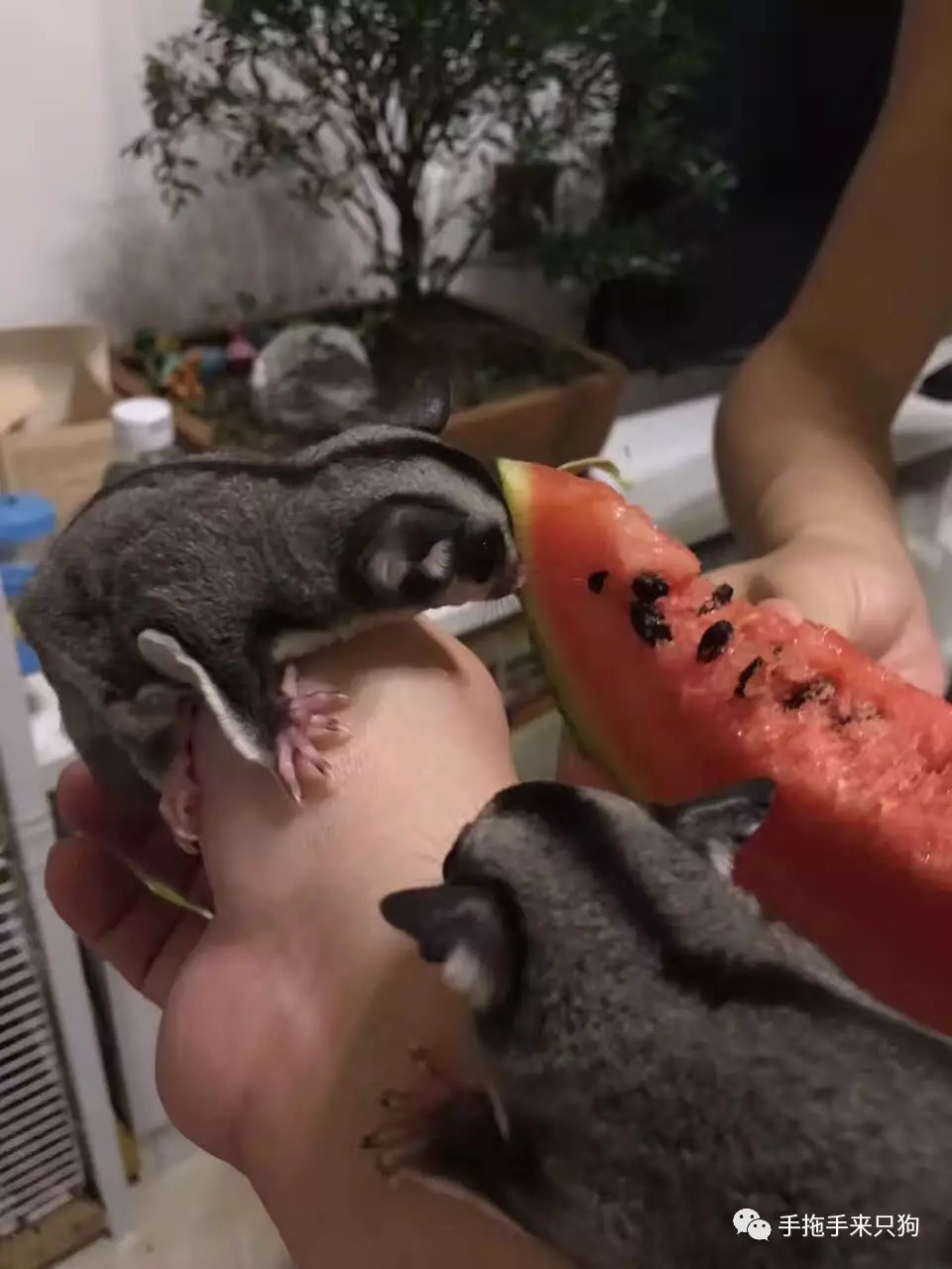 家有小店宠物培养攻略,养蜜袋鼯日常生活