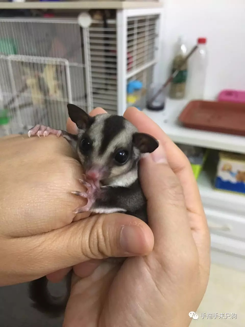 家有小店宠物培养攻略,养蜜袋鼯日常生活