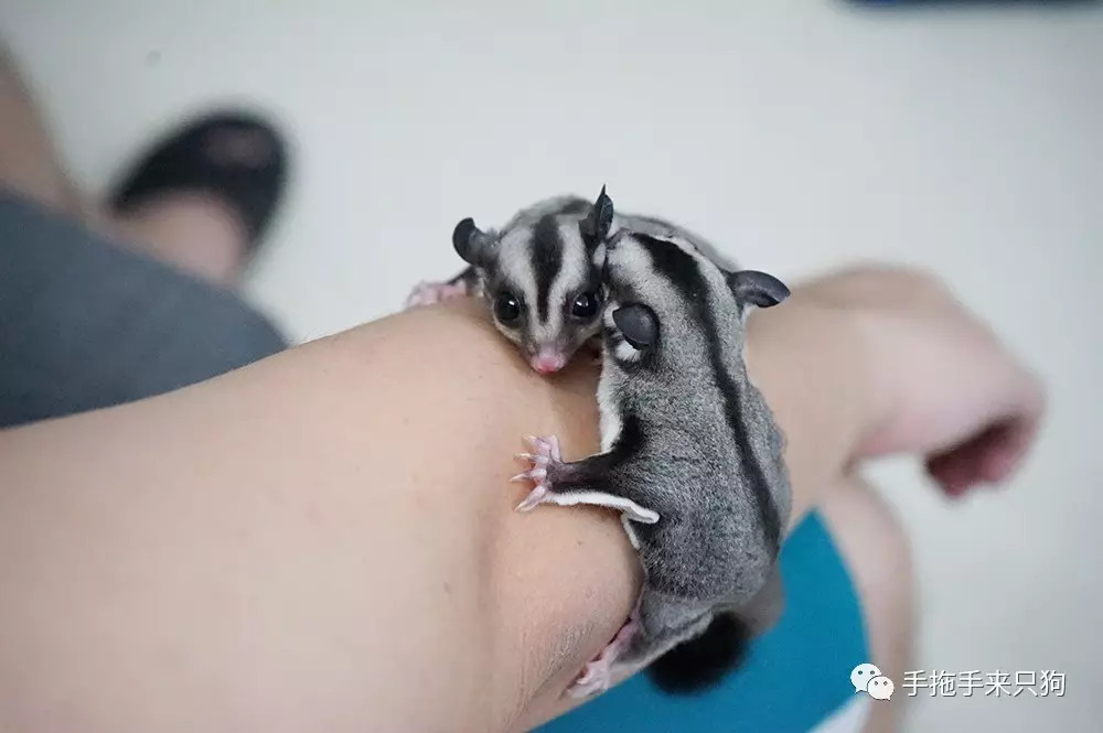 家有小店宠物培养攻略,养蜜袋鼯日常生活