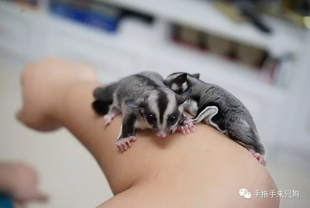 家有小店宠物培养攻略,养蜜袋鼯日常生活