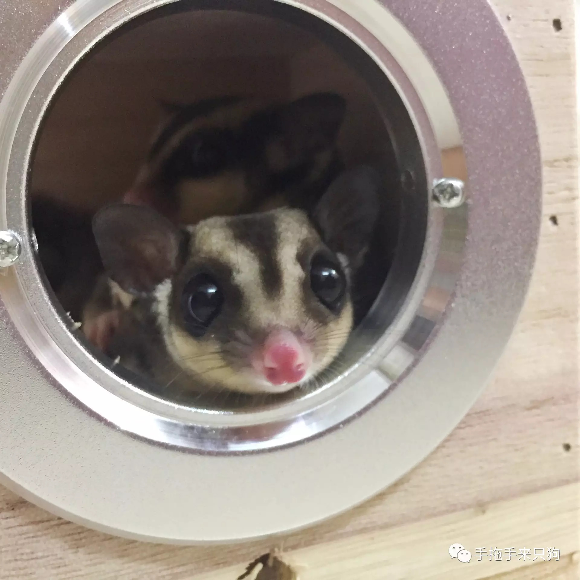 家有小店宠物培养攻略,养蜜袋鼯日常生活