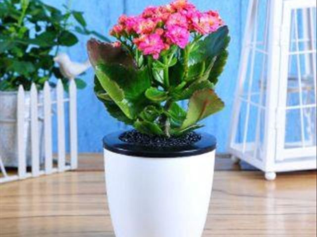 如何把蟹爪兰养得又直又壮,养蟹爪兰有两个诀窍