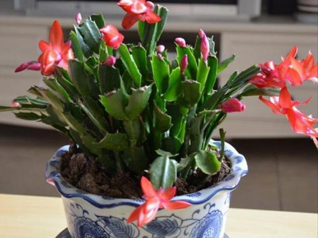 如何把蟹爪兰养得又直又壮,养蟹爪兰有两个诀窍