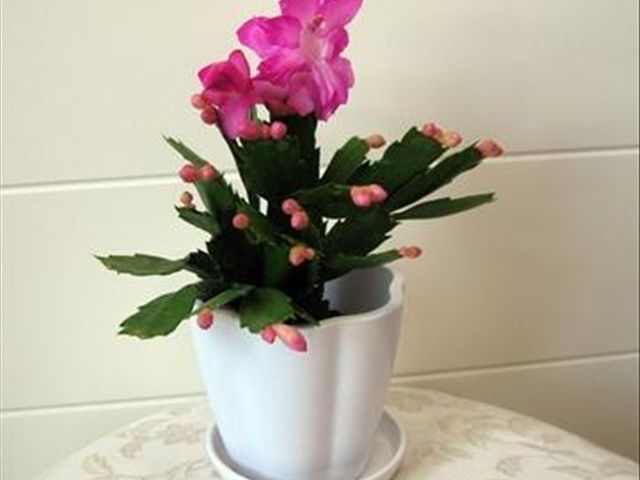 如何把蟹爪兰养得又直又壮,养蟹爪兰有两个诀窍