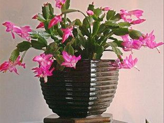 如何把蟹爪兰养得又直又壮,养蟹爪兰有两个诀窍