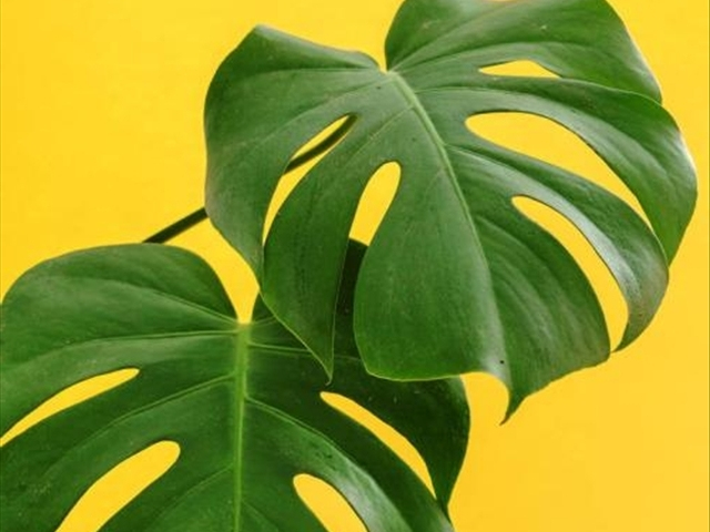 龟背竹烂根最简单的处理方法,龟背竹烂根的原因与处理方法