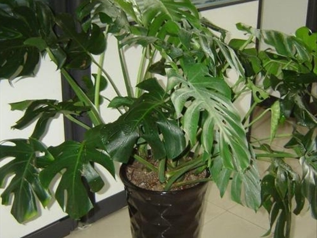 龟背竹烂根最简单的处理方法,龟背竹烂根的原因与处理方法