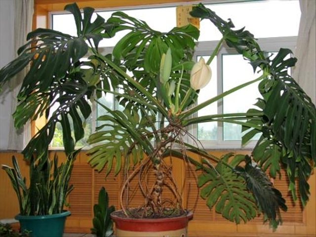 龟背竹烂根最简单的处理方法,龟背竹烂根的原因与处理方法