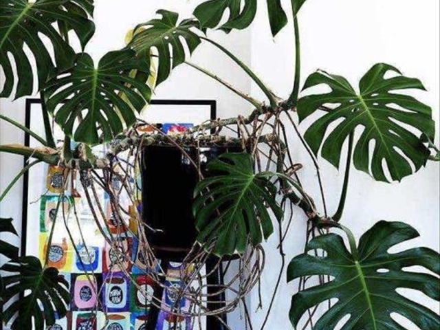 龟背竹烂根最简单的处理方法,龟背竹烂根的原因与处理方法