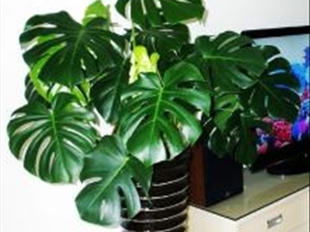 龟背竹烂根最简单的处理方法,龟背竹烂根的原因与处理方法