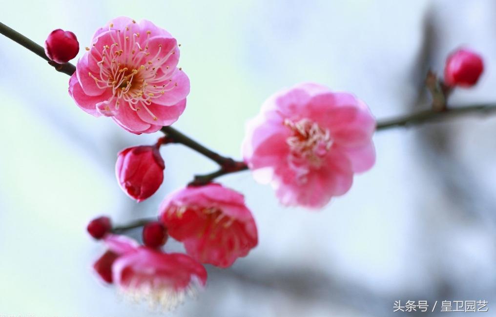 中国传统十大名花你知道多少,中国十大名花的寓意和象征意义