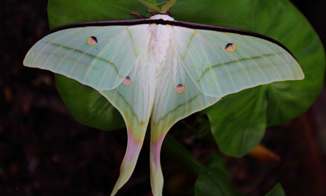 天蚕真实照片,极品天蚕图片大全