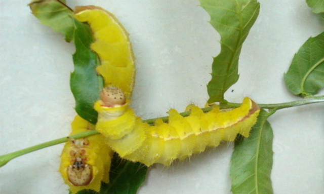 天蚕真实照片,极品天蚕图片大全