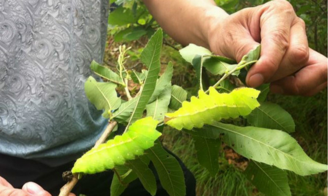 天蚕真实照片,极品天蚕图片大全