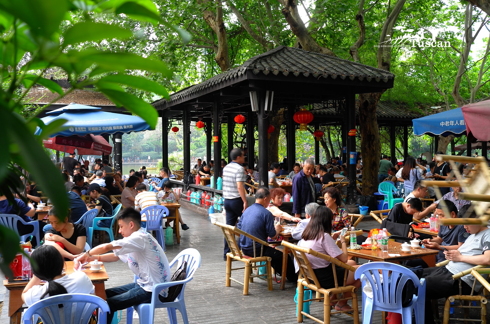 芙蓉花开成都,世茂成都茂御酒店大床房