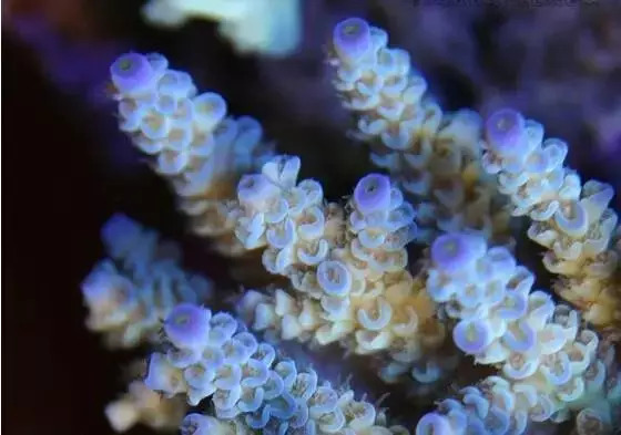 1.2米sps海缸低密度,sps1.5米造景