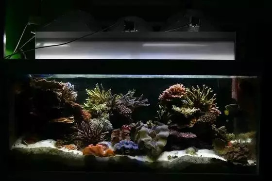 1.2米sps海缸低密度,sps1.5米造景