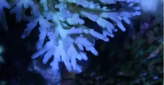 1.2米sps海缸低密度,sps1.5米造景