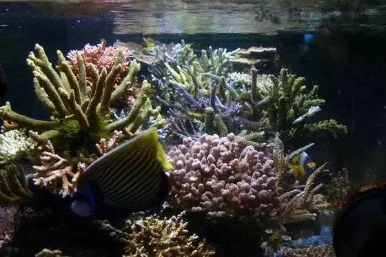 1.2米sps海缸低密度,sps1.5米造景