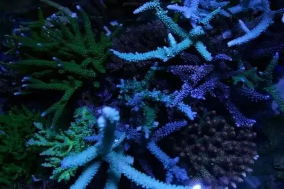 1.2米sps海缸低密度,sps1.5米造景