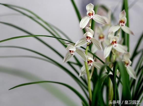 中国传统十大名花你知道多少,中国十大名花的寓意和象征意义