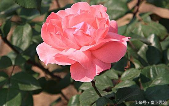 中国传统十大名花你知道多少,中国十大名花的寓意和象征意义