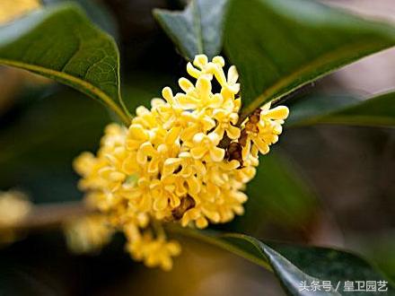 中国传统十大名花你知道多少,中国十大名花的寓意和象征意义