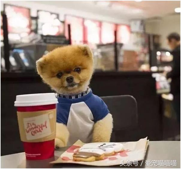 难到爆的网红宠物,喵喵酱宠物优品