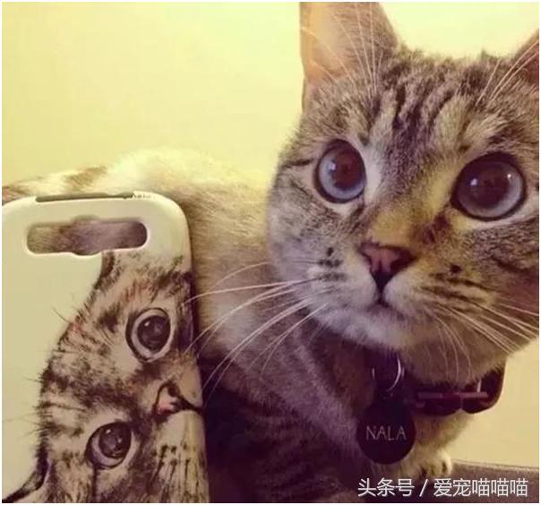 难到爆的网红宠物,喵喵酱宠物优品