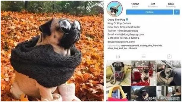 难到爆的网红宠物,喵喵酱宠物优品