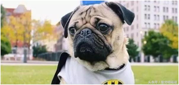 难到爆的网红宠物,喵喵酱宠物优品