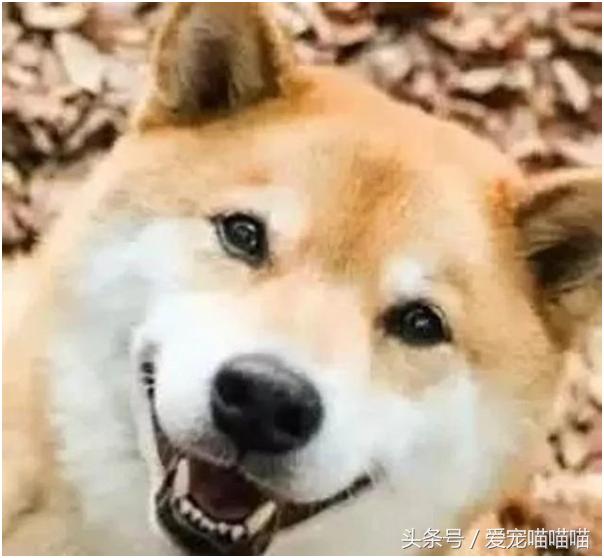 难到爆的网红宠物,喵喵酱宠物优品