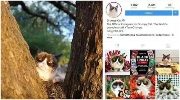 难到爆的网红宠物,喵喵酱宠物优品