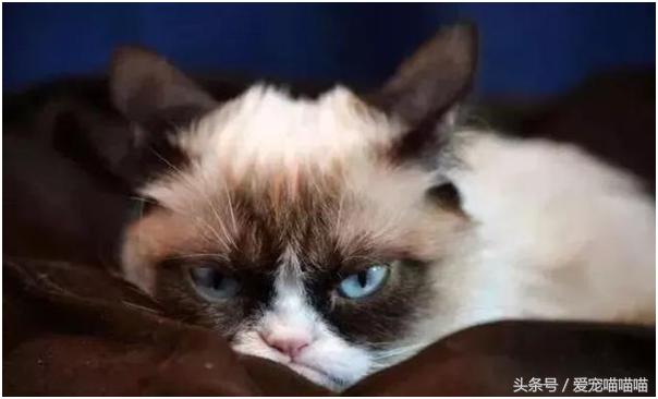 难到爆的网红宠物,喵喵酱宠物优品