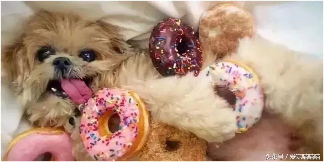 难到爆的网红宠物,喵喵酱宠物优品