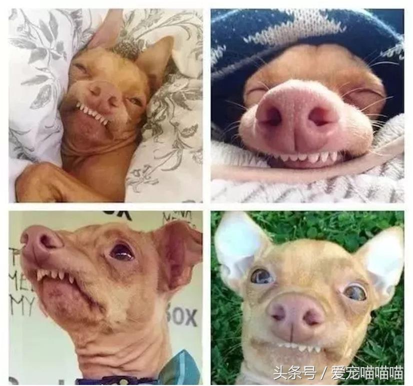 难到爆的网红宠物,喵喵酱宠物优品